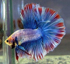 Betta Fish Facts